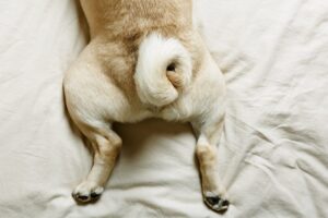 8 Japanese Dog Breeds With Curly Tail